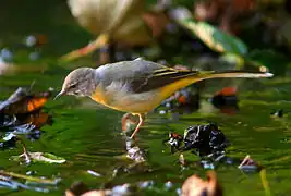 Gebirgsstelze (Motacilla cinerea)