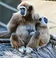 Weißhandgibbon (Hylobates lar) mit Jungtier
