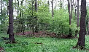 Motte Niederscherf