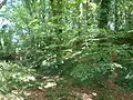 Wallburg (Motte) Penn Ar Stang