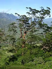 Ein Eucalyptus urophylla am Westhang auf etwa 1100&nbsp;m Höhe