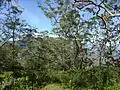 Ein Wäldchen aus Eucalyptus urophylla am Westhang auf etwa 1100&nbsp;m Höhe