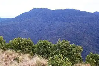 Der Mount Royal vom Mount Cabrebald vom Barrington-Tops-Nationalpark