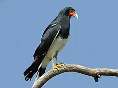 Bergkarakara (Daptrius megalopterus)
