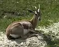 Gazelle