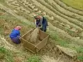 Hmong-Frauen bei der Reisernte