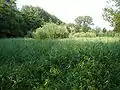 Eine Feuchtwiese, die zugleich als pflanzliche Kläranlage dient