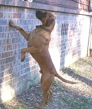 Black Mouth Cur