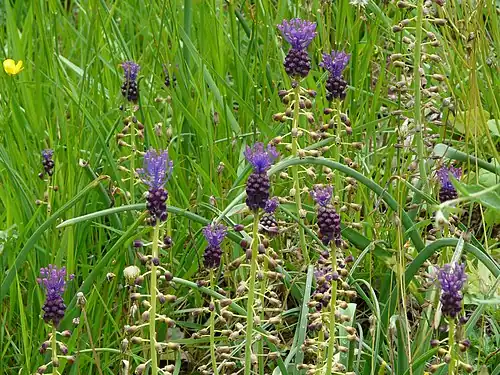 Schopfige Traubenhyazinthe (Muscari comosum)