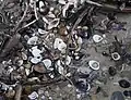 Muscheln der Reuss