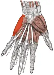 Muskulatur der palmaren Handfläche