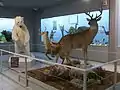 Zoologische Abteilung