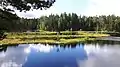 Die schwimmenden Inseln im Mustalampi-See