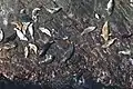 Eine Kegelrobbenkolonie auf einem Felsen vor Mykineshólmur