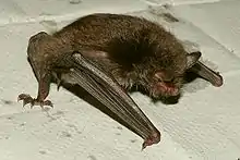 Wasserfledermaus(Myotis daubentonii)