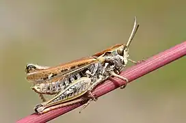 Gefleckte Keulenschrecke, Weibchen