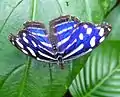 Myscelia cyaniris