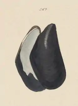 Pazifische MiesmuschelMytilus trossulus