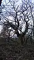 alter Baum auf der Kuppe