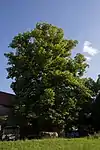 Linde auf der Wiesenparzelle Nr.421 Brunn Gemeinde Seekirchen