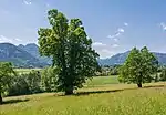 Gsanglinde