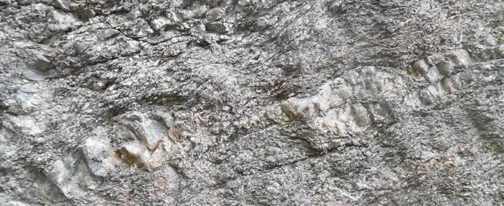 Aufschiebende Quarzlinsen in C/S-Attitüde, darüber ist sbc-Strukturation zu sehen