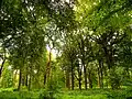 Naturschutzgebiet Alte Körne in Kurl