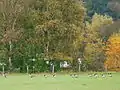 Kanadagänse und Nonnengänse im Norden des NSGs