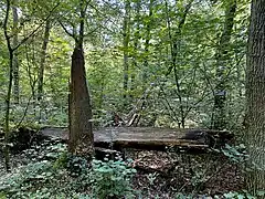 Totholz