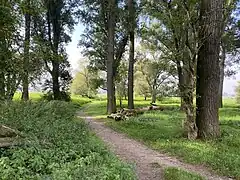Verbindungsweg zum Rheinufer am nördl. Ende des NSG