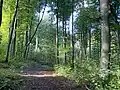 Rotbuchenwald