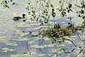 Ente und brütendes Blässhuhn in der Schwimmblattzone
