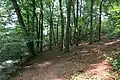 Buchenwald oberhalb der Straße Asbachtal