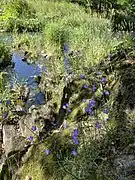 Wupperfelsen mit Stillwasserzone