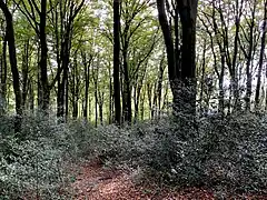 Buchenwald mit Stechpalme als Unterholz