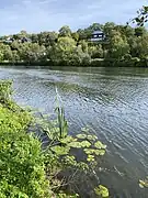 Gelbe Teichrose und Sumpf-Schwertlilie am Ufer der Ruhr