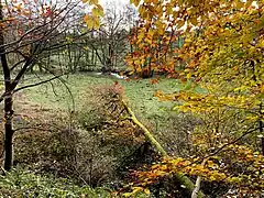 Feuchtwiese am Waldrand