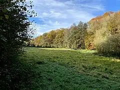 Sprockhöver Bach verläuft am Waldrand hinter der Feuchtwiese