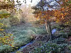 Feuchtbrache am Sprockhöveler Bach westl. Sirrenberg