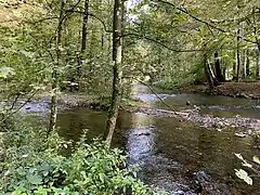 Mündung Eifgenbach in die Dhünn (rechts) in Odenthal