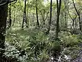 Erlenbruchwald im Sommer