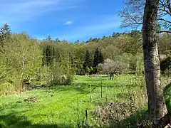 Streuobstwiese am Eschbachufer mit blühendem Apfelbaum bei Heintjeshammer