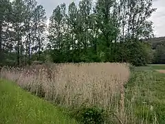 Schilfzone