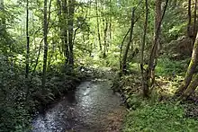 Galeriewald am Finkenbach südlich des Ortes Finkenbach (2023)