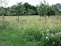 Streuobstwiese