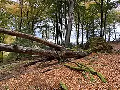 Totholz an der Schuler Delle