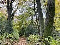 Starkholz - Stechpalme als Unterholz