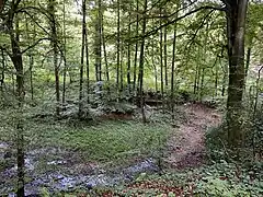 Buchenwald bei Weltersbach an der südl. Talseite