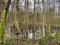 Erlenbruchwald