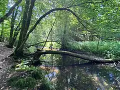 Wipper im Auwald